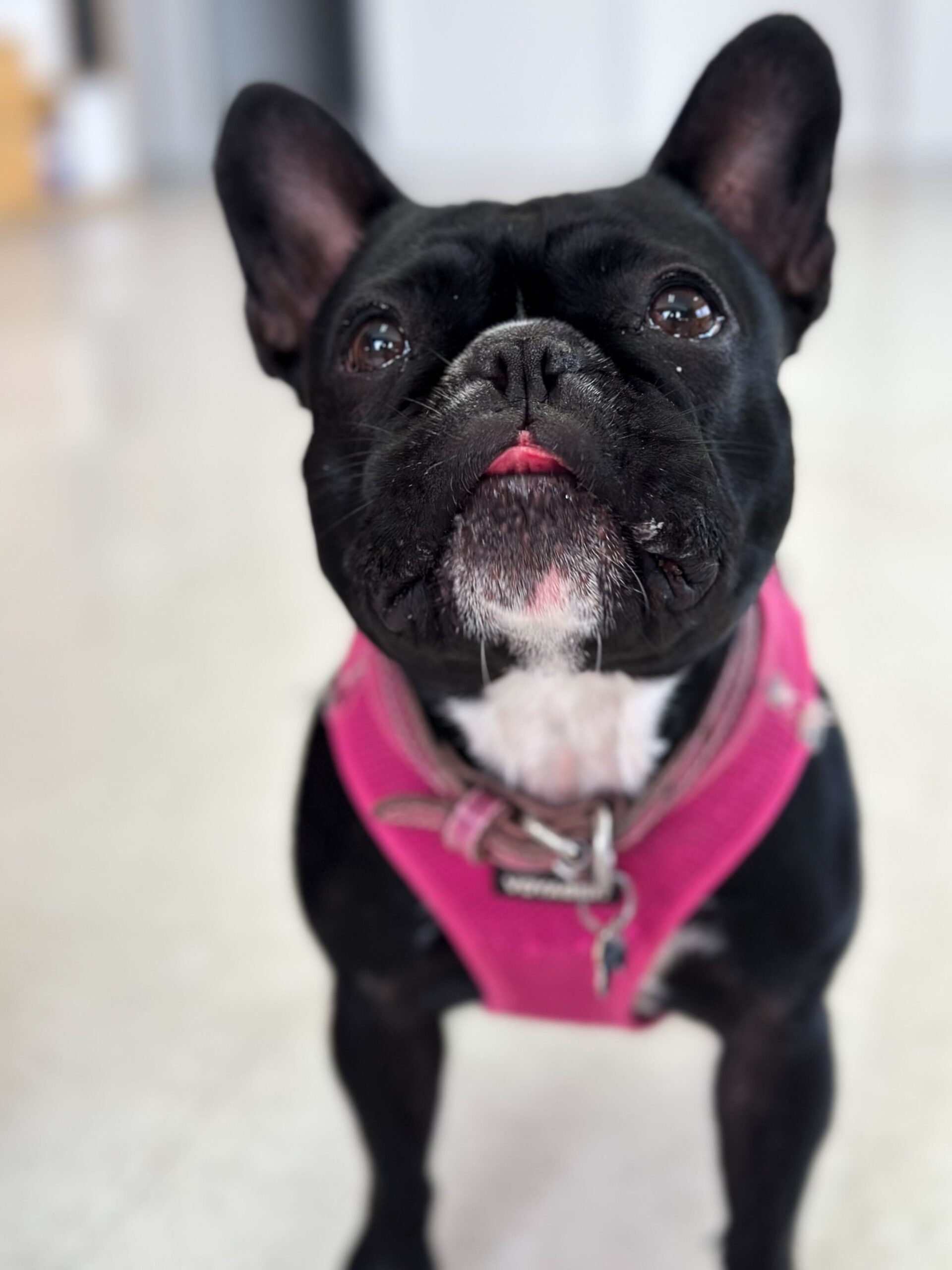 Charlotte the Harlot